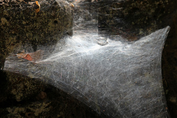 spider web - 221290873