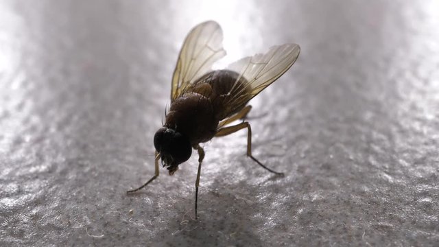 Macro shot of domestic fly moving swiftly