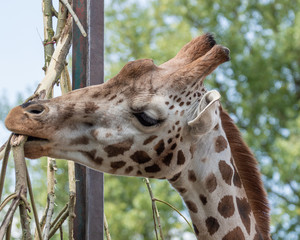 Portrait of a giraffe eating a tree branch at the zoo. © Rob Thorley