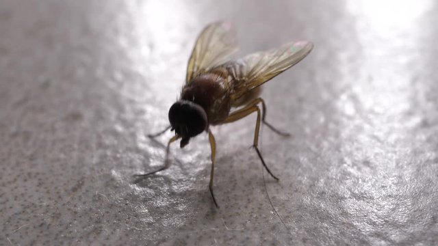 Macro shot of domestic fly moving swiftly