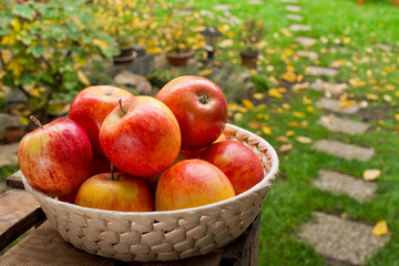 Red apples in the basket in the garden