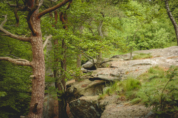 Pfälzerwald
