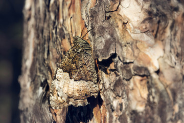 Butterfly camouflage.