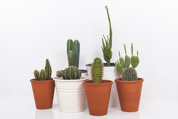 cactus collectie