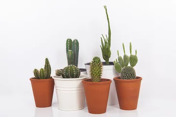 Stickers pour porte Cactus en pot collection de cactus