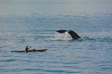 Close Encounter