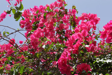Bougainvillea flowers in Santa Cruz de Tenerife, Canary islands, with a blue sky as background