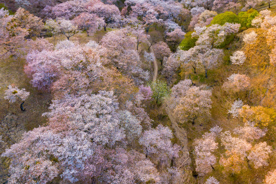 Cherry tree blossom landscape top view