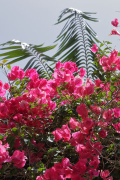 Bougainvillea flowers in Santa Cruz de Tenerife, Canary islands, with a blue sky as background