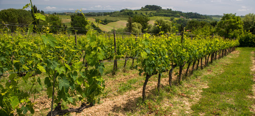 Fototapeta na wymiar Italian winery, Tuscany