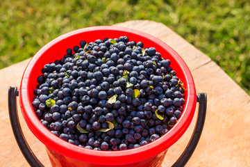 Fresh blueberry in a bowl on the grass. diet and health food concept.