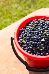 Close-up of fresh blueberries in a bucket. Antioxidants, vitamins and summer concepts