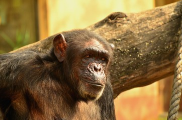 chimpanzee
