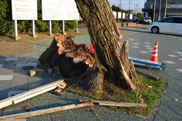 台風被害　樹木の倒壊