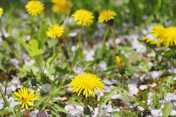 タンポポ　春　素材