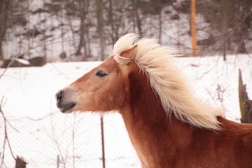 Obraz na płótnie Canvas Horse playing in the snow