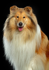 Collie Dog on Isolated Black Background in studio