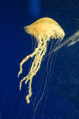 jellyfish in the aquarium