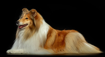 Collie Dog on Isolated Black Background in studio