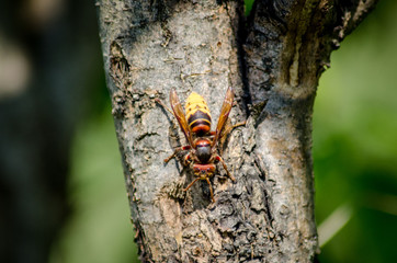 hornet in the garden