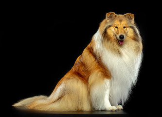 Collie Dog on Isolated Black Background in studio