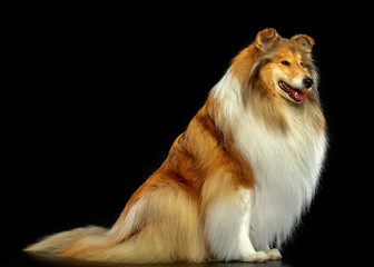Collie Dog on Isolated Black Background in studio