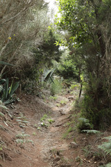 Naklejka na ściany i meble The Path of the Senses in the Anaga rural park in Tenerife island in the Canaries