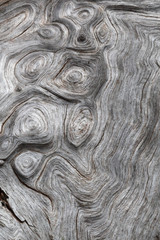 Grey, natural wood of a trunk with many knots and visible grains
