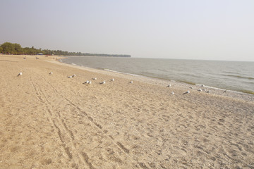 Seagulls by a beautiful lake