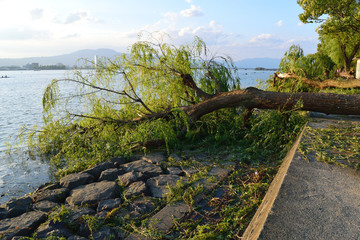 台風被害　樹木の倒壊