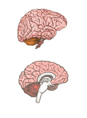 Digital painted brain isolated on a white background. The set of to variation: whole brain, and brain in a cut. Realistic illustration. The part of the human body.