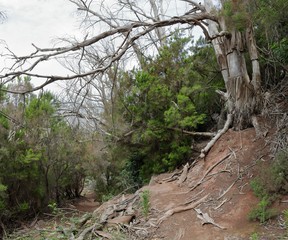 A big old tree in the Path of the Senses in the Anaga rural park in Tenerife island in the Canaries