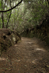 Naklejka na ściany i meble The Path of the Senses in the Anaga rural park in Tenerife island in the Canaries