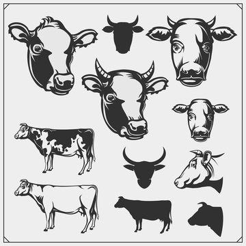 Vector set of cow illustrations isolated on white background. 