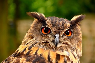 bubo bubo