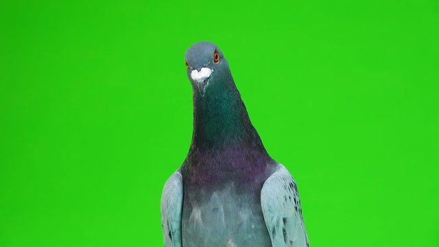 gray shtihel dove isolated on green background