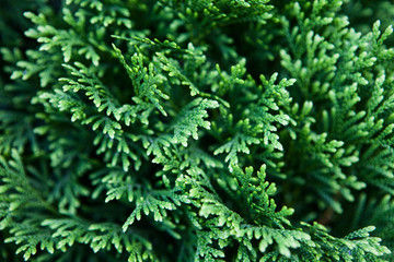 Beautiful green christmas leaves of Thuja trees. Thuja twig, Thuja occidentalis is an evergreen coniferous tree. Platycladus orientalis (also known as Chinese thuja, Oriental arborvitae.