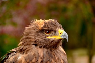 Haliaeetus albicilla
