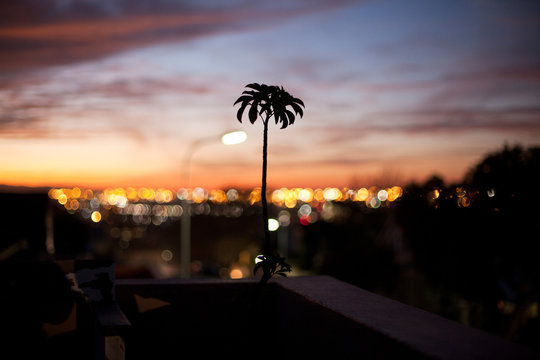 Plant silhouette against a sunset cityscape