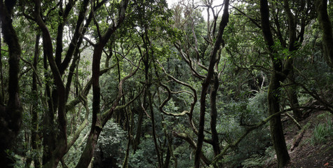 The Lauisilva forest in the Anaga rural park in the Tenerife island, Canaries