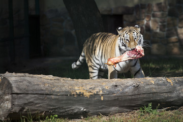 The Amur Siberian tiger eats raw meat