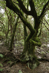 A path in the Anaga rural park in Tenerife island in the Canaries