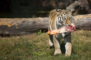 The Amur Siberian tiger eats raw meat