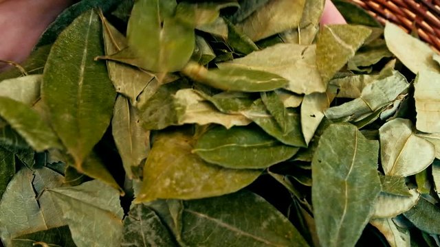 sorting dried coca leafs in a small woven basket