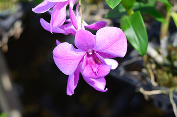 Beautiful orchid flowers in farm
