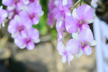 Beautiful orchid flowers in farm