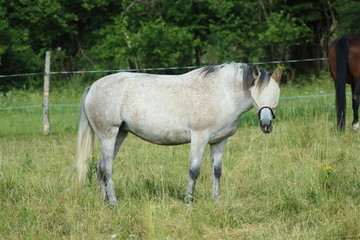 White horse with head mask