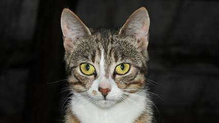 Cat looking at the camera with yellow big eyes, in the countryside