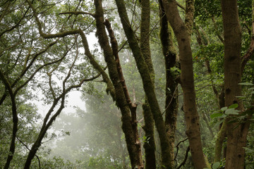 Fototapeta premium Fog and clouds in the Lauisilva forest in the Anaga rural park in the Tenerife island, Canaries
