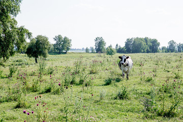 a Herd of cows at summer green field pasture